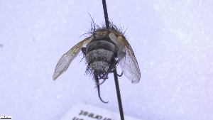  ( - NHMO-ENT-60259)  @11 [ ] by-nc-sa (2023) Unspecified University of Oslo, Natural History Museum