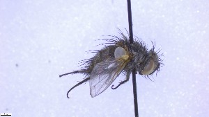  ( - NHMO-ENT-60259)  @11 [ ] by-nc-sa (2023) Unspecified University of Oslo, Natural History Museum