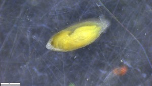  (Volvulella acuminata - BGE_00343_B01)  @11 [ ] by-nc-sa (2024) Unspecified University of Oslo, Natural History Museum