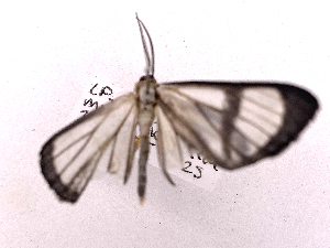  ( - ONBTA-01-E12)  @11 [ ] CreativeCommons - Attribution Share Alike (2025) CBG Photography Group Centre for Biodiversity Genomics