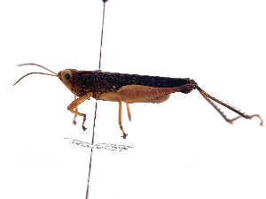  ( - ONBTA-01-F03)  @11 [ ] CreativeCommons - Attribution Share Alike (2025) CBG Photography Group Centre for Biodiversity Genomics