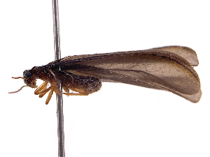  ( - ONBTA-01-F06)  @11 [ ] CreativeCommons - Attribution Share Alike (2025) CBG Photography Group Centre for Biodiversity Genomics