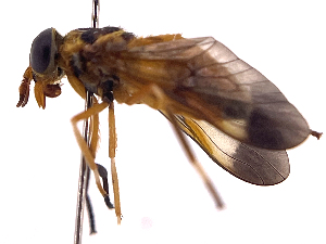  ( - ONBTA-01-F12)  @11 [ ] CreativeCommons - Attribution Share Alike (2025) CBG Photography Group Centre for Biodiversity Genomics