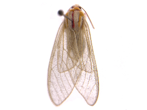  ( - ONBTA-02-A07)  @11 [ ] CreativeCommons - Attribution (2025) CBG Photography Group Centre for Biodiversity Genomics