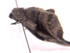  ( - ONBTA-02-C06)  @11 [ ] CreativeCommons - Attribution (2025) CBG Photography Group Centre for Biodiversity Genomics