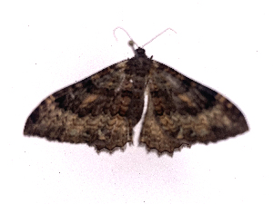  ( - ONBTA-02-C07)  @11 [ ] CreativeCommons - Attribution (2025) CBG Photography Group Centre for Biodiversity Genomics