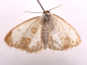  ( - ONBTA-02-E09)  @11 [ ] CreativeCommons - Attribution (2025) CBG Photography Group Centre for Biodiversity Genomics