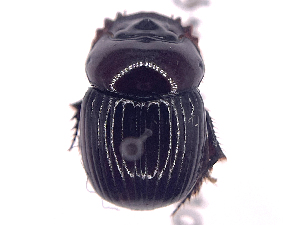  ( - ONBTA-02-G03)  @11 [ ] CreativeCommons - Attribution (2025) CBG Photography Group Centre for Biodiversity Genomics