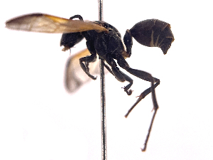  ( - ONBTA-03-B09)  @11 [ ] CreativeCommons - Attribution (2025) CBG Photography Group Centre for Biodiversity Genomics