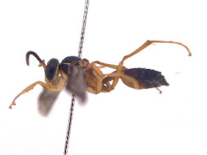  ( - ONBTA-03-H09)  @11 [ ] CreativeCommons - Attribution (2025) CBG Photography Group Centre for Biodiversity Genomics