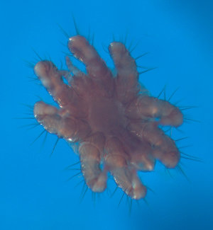  (Spinturnix - hgb11602b)  @11 [ ] Copyright (2022) Alexandra Sauk and Hugh Broders University of Waterloo