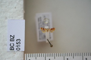  (Diceratura ostrinana - CCDB-11132-E10)  @12 [ ] Copyright  B. Zlatkov 2011 Unspecified