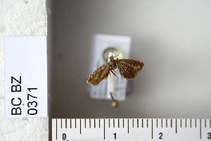  (Dichrorampha gruneriana - CCDB-11134-H02)  @11 [ ] Copyright  B. Zlatkov 2011 Unspecified