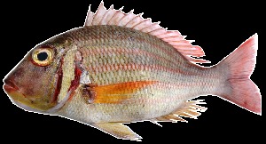  (Lethrinus ornatus - F43)  @14 [ ] Unspecified (default): All Rights Reserved  Simon G. Alcantara Unspecified