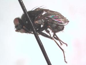  (Lispe flavicornis - BUIC-DIP1223)  @11 [ ] CreativeCommons - Attribution Non-Commercial Share-Alike (2016) Jade Savage Bishop's University