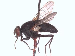  (Lispe bengalensis - BUIC-DIP1510)  @11 [ ] CreativeCommons - Attribution Non-Commercial Share-Alike (2017) Jade Savage Bishop's University