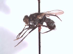  (Lispe neimongola - BUIC-DIP1511)  @11 [ ] CreativeCommons - Attribution Non-Commercial Share-Alike (2017) Jade Savage Bishop's University