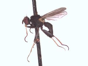  (Lispe pectinipes - BUIC-DIP1517)  @11 [ ] CreativeCommons - Attribution Non-Commercial Share-Alike (2017) Jade Savage Bishop's University
