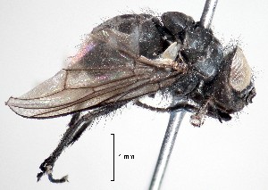  (Spilogona turbidipennis - BUIC-DIP1766)  @11 [ ] CreativeCommons - Attribution Non-Commercial Share-Alike (2019) Jade Savage Bishop's University