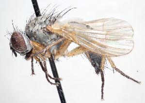  (Coenosia luteipes - BUIC-DIP1779)  @11 [ ] CreativeCommons - Attribution Non-Commercial Share-Alike (2019) Jade Savage Bishop's University