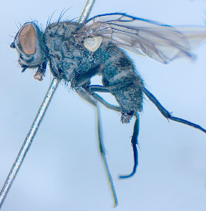  ( - BUIC-DIP1969)  @11 [ ] CreativeCommons - Attribution Non-Commercial Share-Alike (2020) Jade Savage Bishop's University