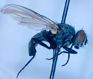  ( - BUIC-DIP1976)  @11 [ ] CreativeCommons - Attribution Non-Commercial Share-Alike (2020) Jade Savage Bishop's University