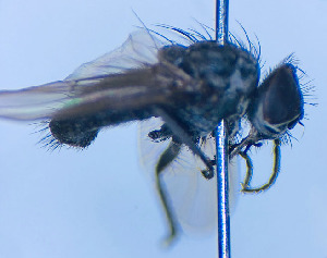  (Spilogona tanushka - BUIC-DIP1983)  @11 [ ] CreativeCommons - Attribution Non-Commercial Share-Alike (2020) Jade Savage Bishop's University