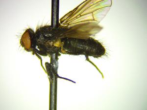  (Spilogona quinquesetosa - BUIC-DIP2172)  @11 [ ] by-nc-sa (2020) Jade Savage Bishop's University