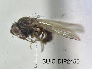  (Drosophila algonquin - BUIC-DIP2450)  @11 [ ] by-nc-sa (2023) Jade Savage Bishop's University