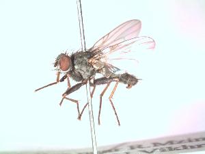  (Lispe pygmaea - BUIC-DIP842)  @13 [ ] CreativeCommons - Attribution Non-Commercial Share-Alike (2015) Jade Savage Bishop's University