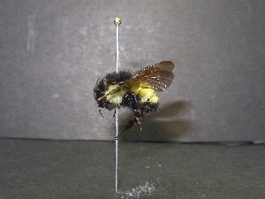  ( - BUMB0270)  @12 [ ] CreativeCommons - Attribution (2015) Unspecified El Colegio de la Frontera Sur