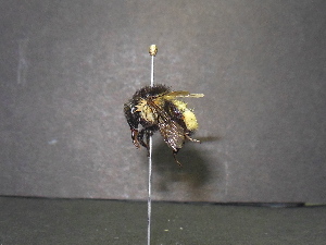  ( - BUMB0261)  @12 [ ] CreativeCommons - Attribution (2015) Unspecified El Colegio de la Frontera Sur