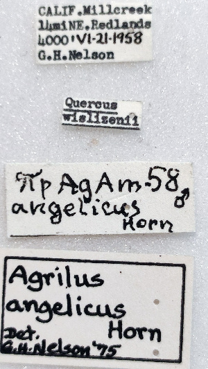  (Agrilus angelicus - NK2079)  @11 [ ] Copyright (2023) Natalia Kirichenko, Anton Efremenko Sukachev Institute of Forest SB RAS