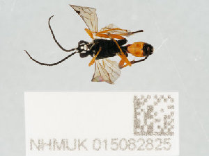  ( - NHMUK015082825)  @11 [ ] CreativeCommons Attribution (by)  The Trustees of the Natural History Museum, London Natural History Museum, London