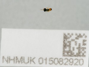  ( - NHMUK015082920)  @11 [ ] CreativeCommons Attribution (by)  The Trustees of the Natural History Museum, London Natural History Museum, London