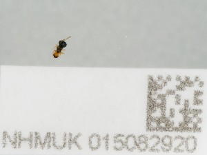  ( - NHMUK015082920)  @11 [ ] CreativeCommons Attribution (by)  The Trustees of the Natural History Museum, London Natural History Museum, London