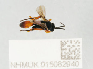  ( - NHMUK015082940)  @11 [ ] CreativeCommons Attribution (by)  The Trustees of the Natural History Museum, London Natural History Museum, London