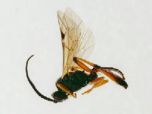  ( - NHMUK015082940)  @11 [ ] CreativeCommons Attribution (by)  The Trustees of the Natural History Museum, London Natural History Museum, London