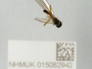  ( - NHMUK015082942)  @11 [ ] CreativeCommons Attribution (by)  The Trustees of the Natural History Museum, London Natural History Museum, London