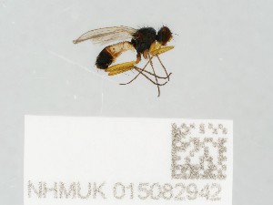  (Spanochaeta - NHMUK015082942)  @11 [ ] CreativeCommons Attribution (by)  The Trustees of the Natural History Museum, London Natural History Museum, London