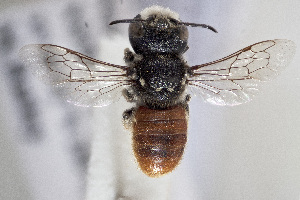  (Megachile deanii - CCDB-34570 H08)  @11 [ ] CreativeCommons - Attribution (2020) Laurence Packer York University