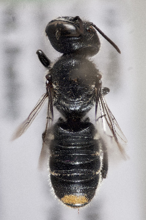  (Megachile ramulipes - CCDB-34570 H10)  @11 [ ] CreativeCommons - Attribution (2020) Laurence Packer York University