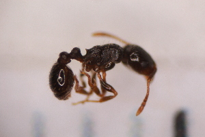  ( - BC3_01.07.16HY3F)  @12 [ ] CreativeCommons - Attribution Non-Commercial Share-Alike (2017) Unspecified Institut de Recherche sur la Biologie de l'Insecte