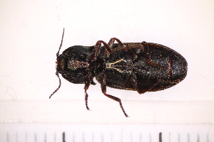  ( - BC4_10.05.16C1)  @11 [ ] CreativeCommons - Attribution Non-Commercial Share-Alike (2017) Unspecified Institut de Recherche sur la Biologie de l'Insecte