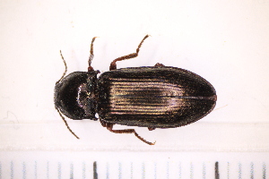  ( - BC4_10.05.16C1)  @11 [ ] CreativeCommons - Attribution Non-Commercial Share-Alike (2017) Unspecified Institut de Recherche sur la Biologie de l'Insecte