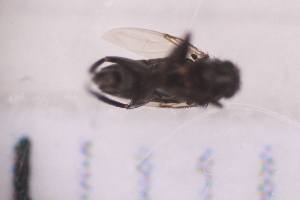  ( - BM1_11.07.16 Di1)  @11 [ ] CreativeCommons - Attribution Non-Commercial Share-Alike (2017) Unspecified Institut de Recherche sur la Biologie de l'Insecte
