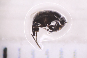  ( - BM1_11.07.16 Di1)  @11 [ ] CreativeCommons - Attribution Non-Commercial Share-Alike (2017) Unspecified Institut de Recherche sur la Biologie de l'Insecte