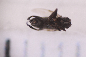  ( - BM1_11.07.16 Di1)  @11 [ ] CreativeCommons - Attribution Non-Commercial Share-Alike (2017) Unspecified Institut de Recherche sur la Biologie de l'Insecte