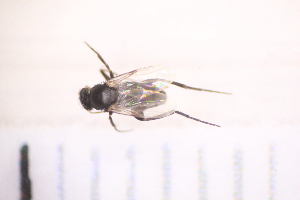  ( - BM1_27.06.16 Di3)  @11 [ ] CreativeCommons - Attribution Non-Commercial Share-Alike (2017) Unspecified Institut de Recherche sur la Biologie de l'Insecte
