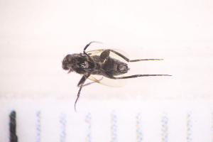  ( - BM1_27.06.16 Di3)  @11 [ ] CreativeCommons - Attribution Non-Commercial Share-Alike (2017) Unspecified Institut de Recherche sur la Biologie de l'Insecte